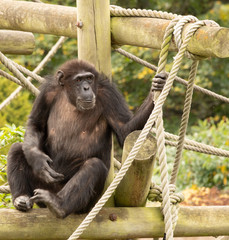Chimpanzee in the zoo