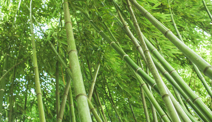 Thicket of bamboo