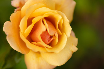 Yellow Rose