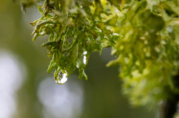 Early morning Dew on tree
