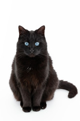 A beautiful black cat poses on a white background