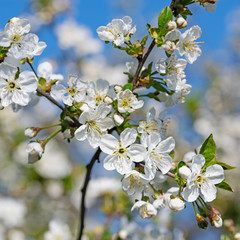 Blühende Sauerkirsche, Prunus cerasus, im Frühling