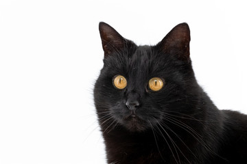 Fototapeta premium A beautiful black cat poses on a white background