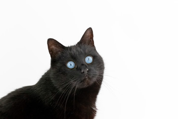 A beautiful black cat poses on a white background
