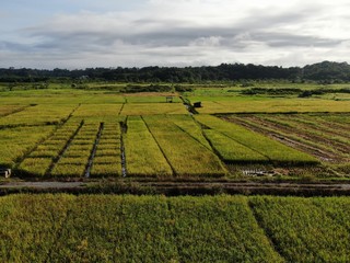 Kuching, Sarawak / Malaysia - February 11, 2020:  A top down aerial view of a paddy field with...