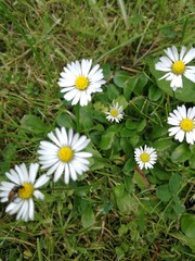 Polska wiosna. Wiosenne kwiatki stokrotki © Tomek