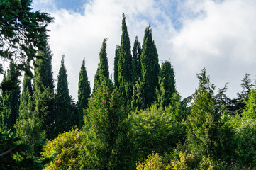 Fototapeta premium Cedrus Atlantica Glauca or Blue Atlas Cedar. Large evergreen cedar tree Atlas with cones on branches. Selective focus. Landscape Park Paradise in Crimea. Sanatorium Aivazovsky. Alushta, September.