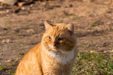 eine gelbe Katze mit Schnupfen