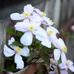 Clematis montana - Waldrebe - Kletterpflanze im heimischen Garten