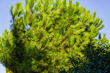 Long green needles of branches of Italian cedar pine (Pinus pinea), umbrella or umbrella pine in...