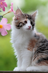 Naklejka na ściany i meble A sweet little Norwegian forest cat kitten with pink flowers