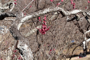 The plum blossoms are in full bloom now