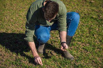 Farmer standing in wheat field and examining crop in his hands.