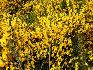 broom bushes in full bloom