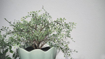 Artificial plants or plastic or fake tree on white cement background.