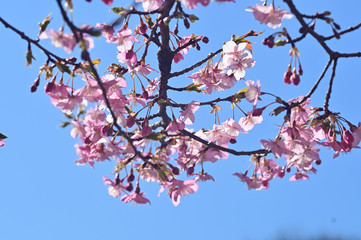 The plum blossoms are in full bloom now