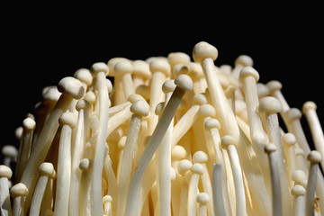 Closeup golden needle mushroom or enoki mushroom