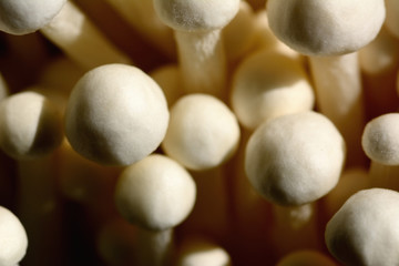 Closeup golden needle mushroom or enoki mushroom