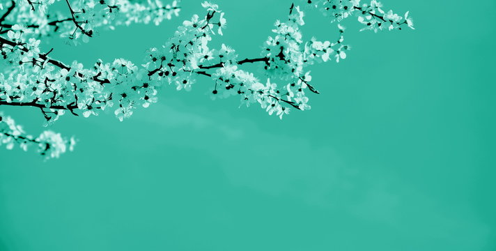 Zarte Blüten eines Kirschbaumes isoliert und freigestellt mit Textfreiraum in türkis - Hintergrund und Banner 