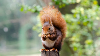 Red squirrel eating nuts on top of a pole. Campo Grande Park in Valladolid, Spain. © xavi