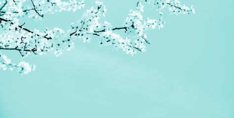 Naklejka na ściany i meble Japanische Kirschblüten - Blüten als Rahmen in Türkis und weiß - Textfreiraum