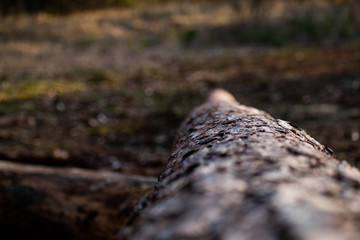 Log in the forest with focus in the middle