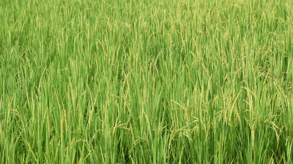 close up of ripening rice in a paddy field