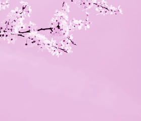 Hintergrund japanische Kirschblüten in rosa mit Textfreiraum