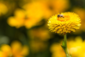 Gänseblümchen, gefüllt, mit Biene