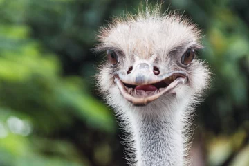 Wandaufkleber avestruz © nabilsuarez
