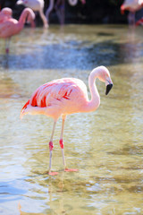 くつろぐチリーフラミンゴ