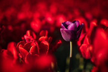 Tulips in the light of summer