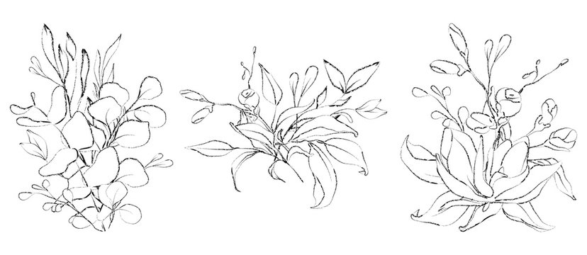 Botanical sketched floral bouquets. Line art hand drawn plant