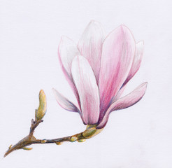Magnolie Zeichnung Buntstift Pastell Frühlingsblume rosa