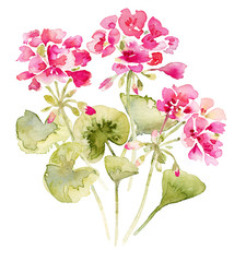 Geranie Aquarell pink Blätter Sommer