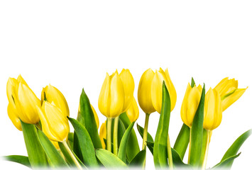 Border of yellow tulips isolated on white background. 
