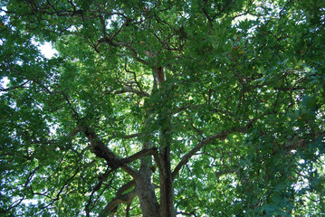 An age-old plane tree in the village of Shumnatitsa, Bulgaria.
