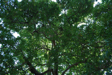 An age-old plane tree in the village of Shumnatitsa, Bulgaria.