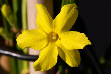 Beautiful blooming winter yasmin in sunny February