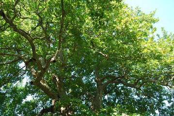 An age-old plane tree in the village of Shumnatitsa, Bulgaria.