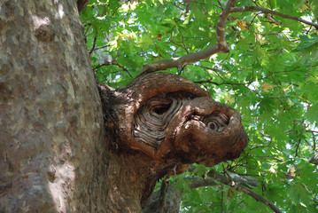 An age-old plane tree in the village of Shumnatitsa, Bulgaria.