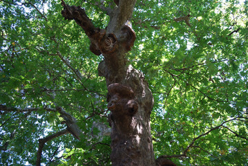 An age-old plane tree in the village of Shumnatitsa, Bulgaria.