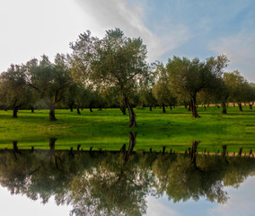 The reflection of olive trees in the river