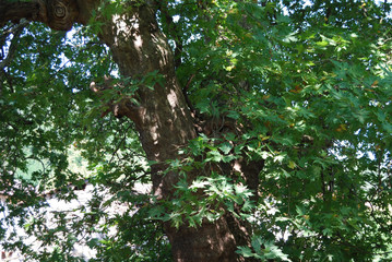 An age-old plane tree in the village of Shumnatitsa, Bulgaria.