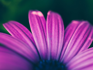 closeup of purple flower