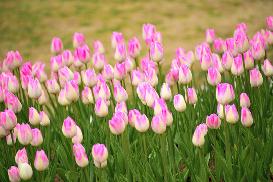 1 062 Best 万博記念公園 Images Stock Photos Vectors Adobe Stock