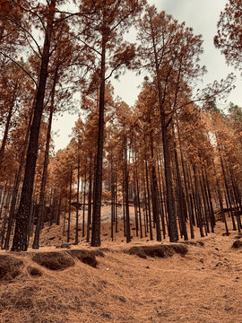 Bosque