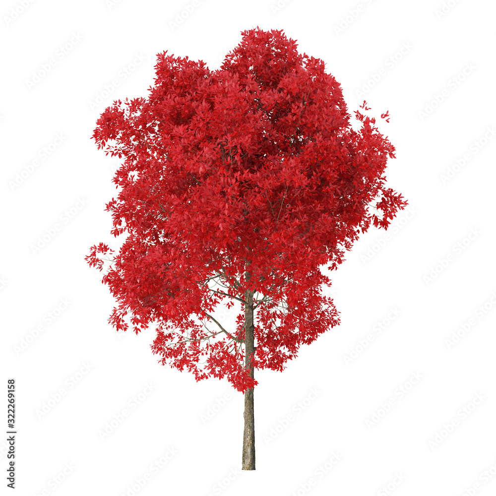 Wall mural tree on a white background. tree with red foliage. clipping path included. 3d rendering.
