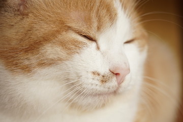 Naklejka na ściany i meble Happy ginger white cat face with closed eyes. Pet portrait closeup.
