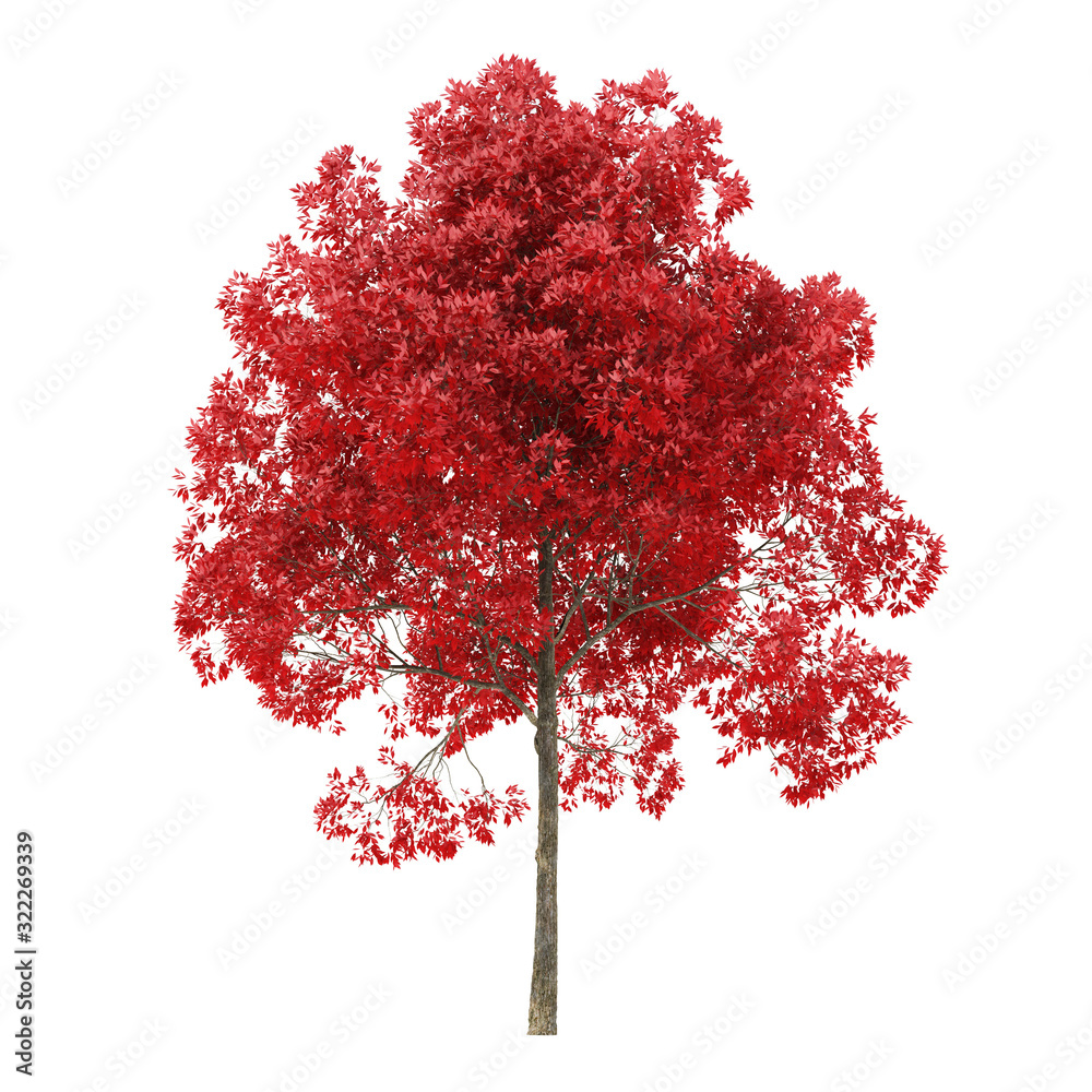 Wall mural tree on a white background. tree with red foliage. clipping path included. 3d rendering.